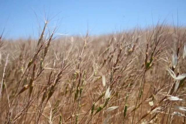 Barb goatgrass seedheads