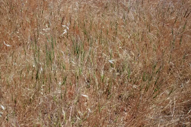 Uncontrolled barb goatgrass