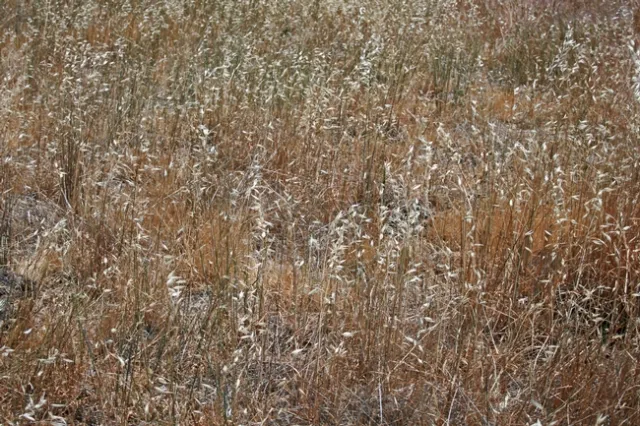 Split application, no goatgrass