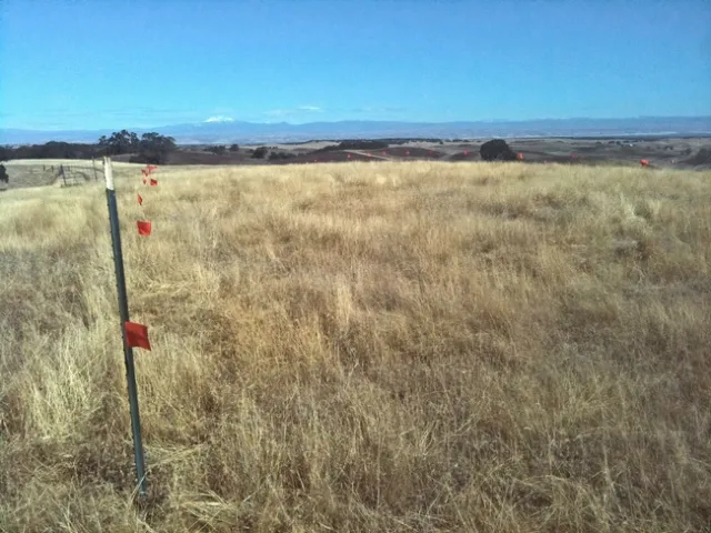 Barb goatgrass site near Red Bluff