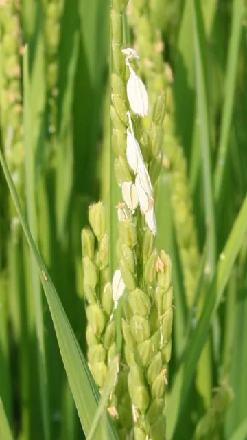 Armyworm panicle damage close up