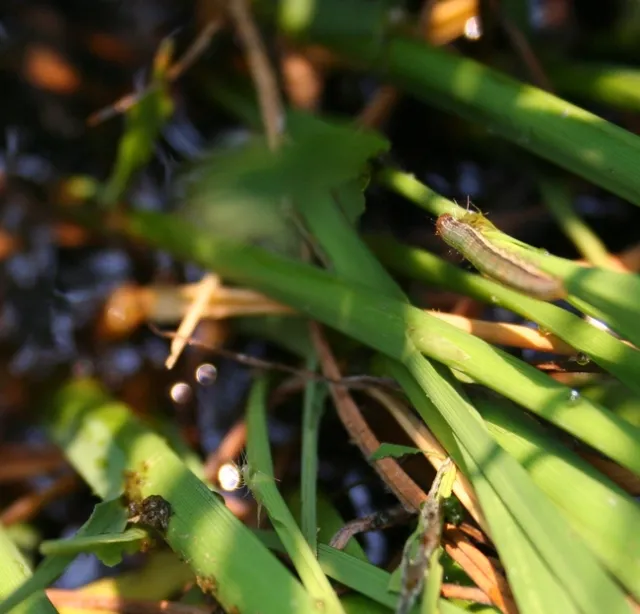 Armyworm frass #1 close up