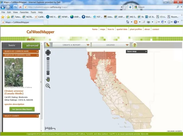 CA Screen Shot Canada Thistle CalWeed Mapper Cropped