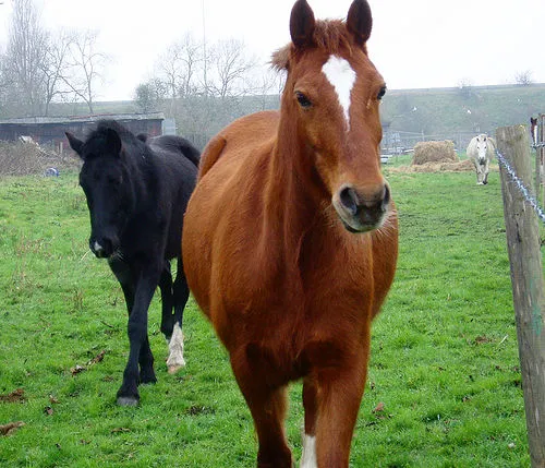 2468c_Horses_4538750_05dcf0575f