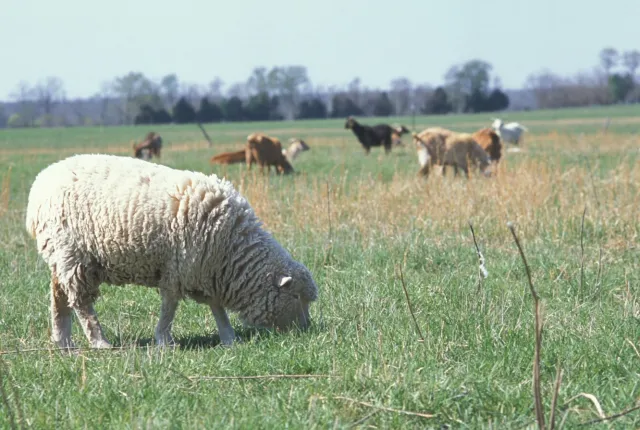 Sheep_in_field_with_other_livestock