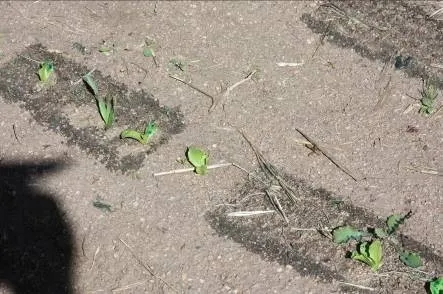 Lettuce thinned and weeded with the University of Arizona/Mule Deer Automation prototype. The unwanted plants were treated with ammonium nitrate (AN20) fertilizer (in dark gray rectangular areas) and will die in a matter of days.