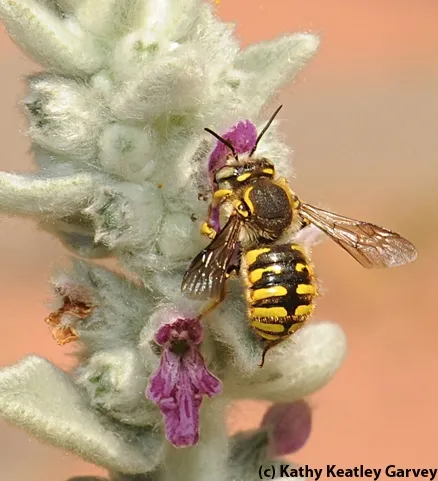 European wool carder bee on catmint. (Photo by Kathy Keatley Garvey)