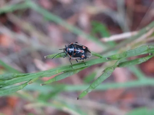 Bagrada bug-Elwood by Brian Cabrera 06SEP12