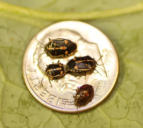 1 Bagrada bugs on a dime