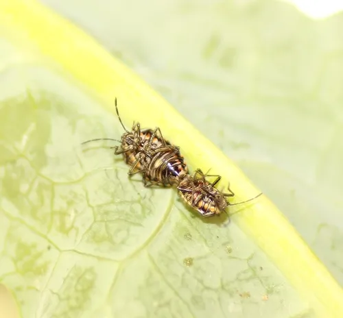 2 Dead Bagrada bugs in unison