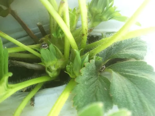 Bagrada bug on strawberries-Lane Stoeckle-20120919 (1)
