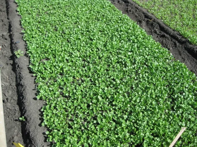 Caparol preemergence 1.5 lb a.i./A