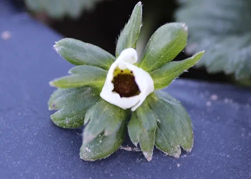 Cold injury to flowers 5