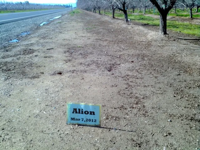 Picture taken January 28, 2013. Treated area is in middle from 3 ft. to 15 ft. left of tree row. Control plot weeds seen in distance 150 ft. from sign.