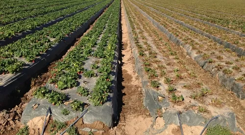 Second year strawberries