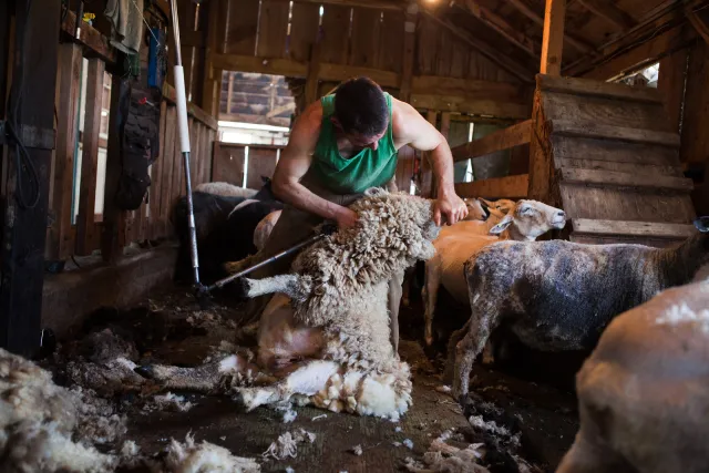 Shearing