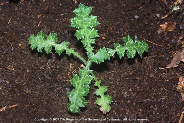 Italian thistle seedling