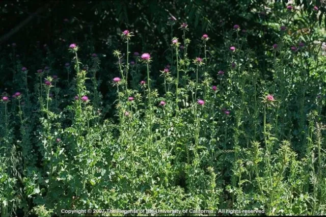 Milk thistle in flower
