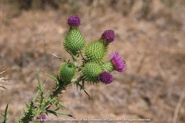 Bull thistle flowers