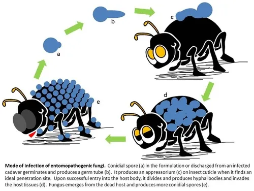 Insect pathogenic fungus mode of infection