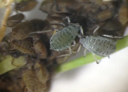 Cabbage aphids-Live and killed by GHA in the background
