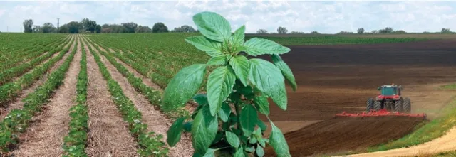 CAST Issue Paper 49 cover