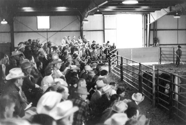 Buyers at Humboldt County Fair
