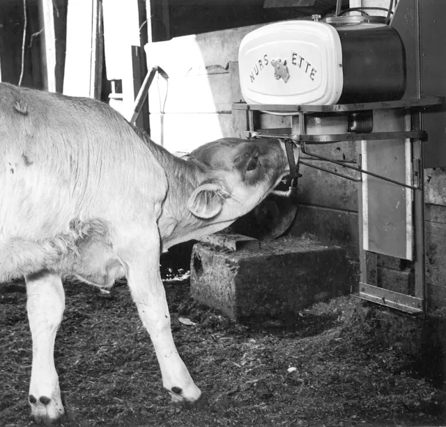 Nursette cow feeder at Granville Christian Ranch
