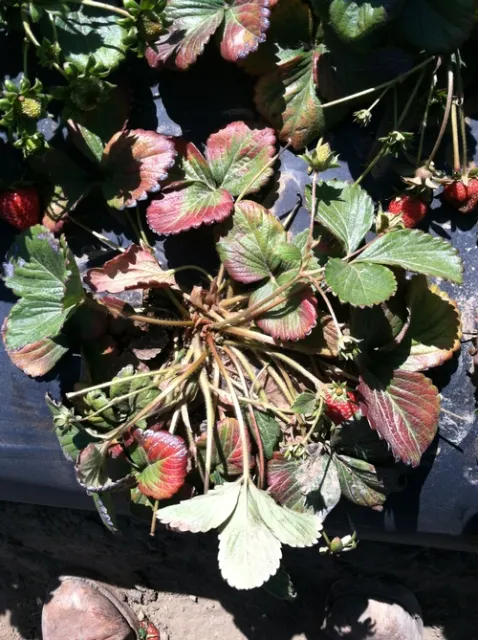 Purple foliage-Lane Stoeckle