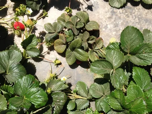 Stunted plant-Surendra Dara