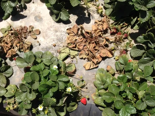 Infected plants eventually die-Surendra Dara