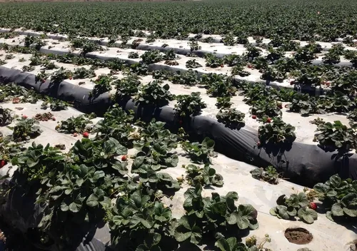 Part of the field with infected plants-Surendra Dara