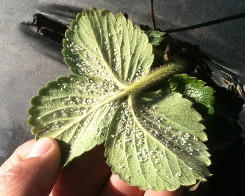 Heavy whitefly infestation in November, 2012-Lane Stoeckle