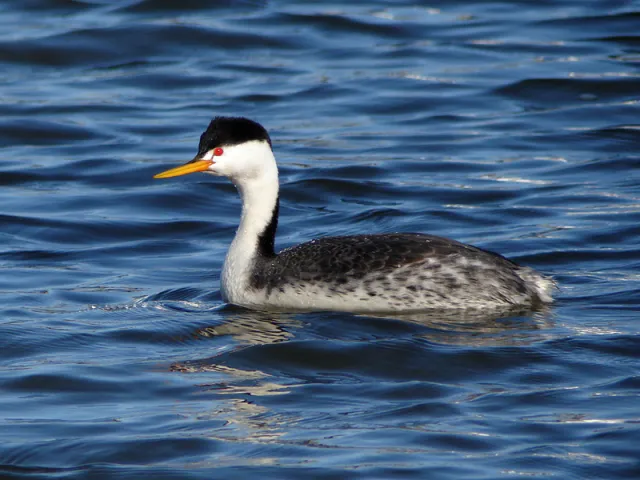 clarksgrebe