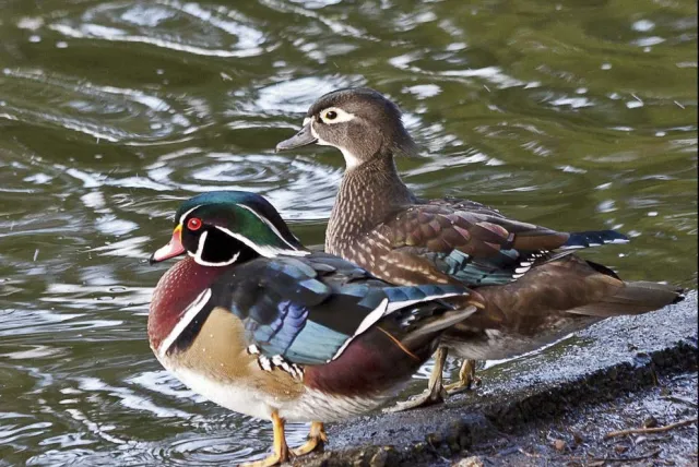 wood-duck-pair-ii_resize02
