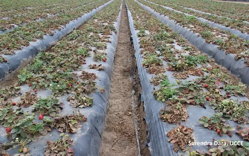 Infected field-Pallidosis-related decline