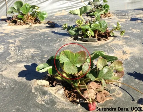 New growth with symptoms in pruned field