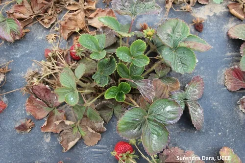 New growth without symptoms