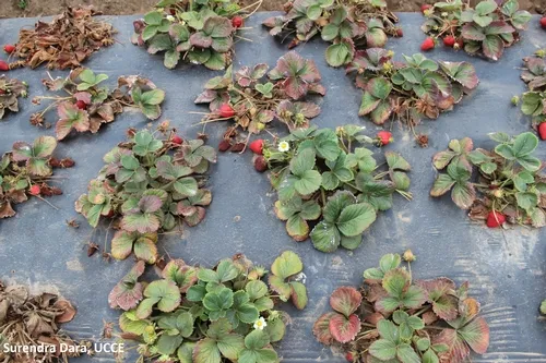 Purple foliage and dying plants
