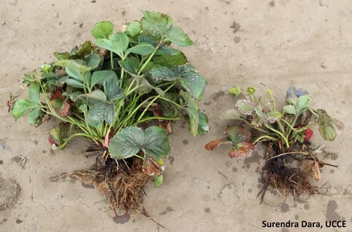 Stunted plant and affected root system