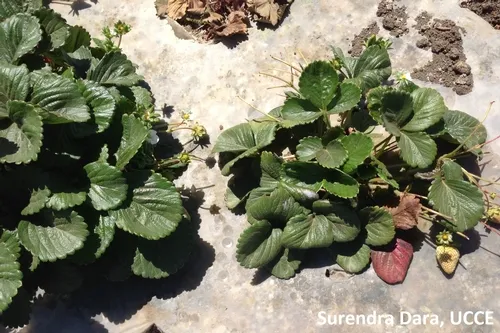 Stunted plant growth