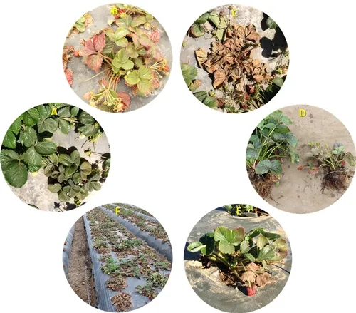 Symptoms of pallidosis-related decline in strawberries