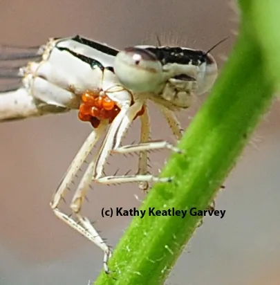 Close-up of water mites on damselfly. (Photo by Kathy Keatley Garvey)