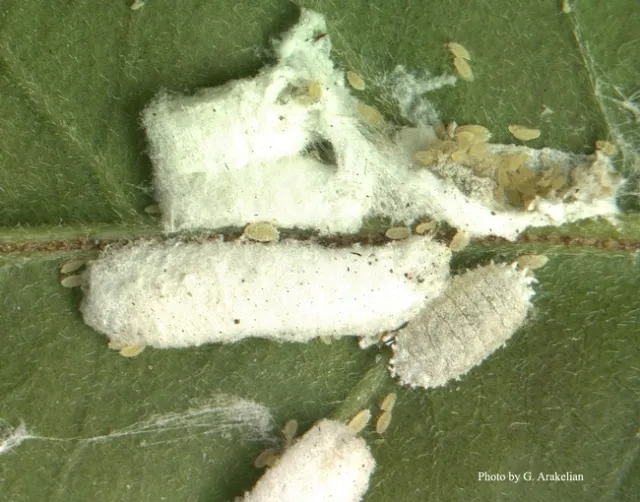 Bougainvillea mealybug adult females and nymphs 1
