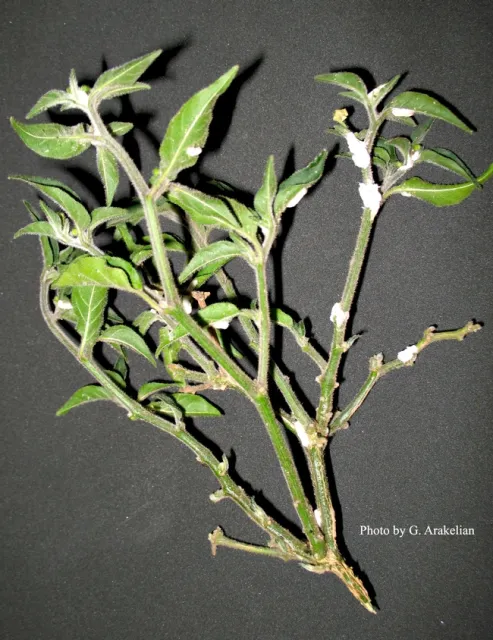 Bougainvillea mealybug on chili peppers