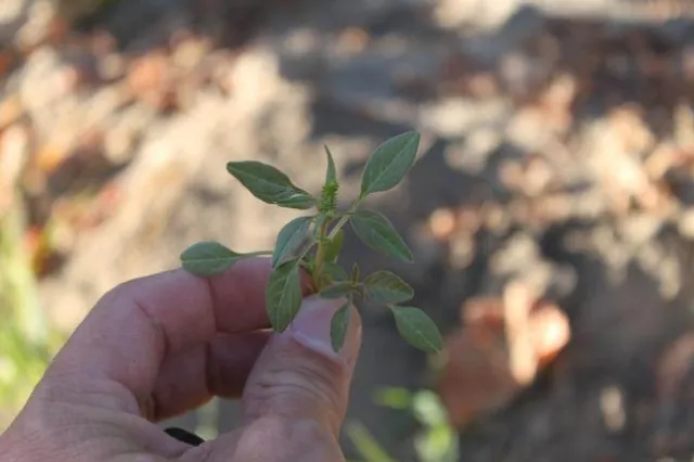Palmer amaranth seedling UCD Hanson