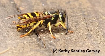 Yellowjacket, Vespula pensylvanica. (Photo by Kathy Keatley Garvey)