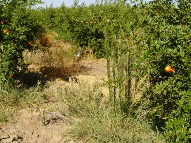 Horseweed and hairy fleabane
