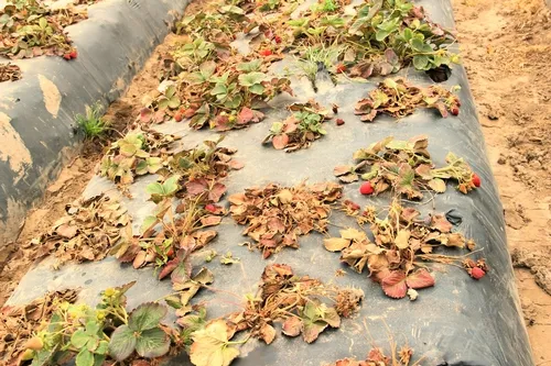 Pallidosis related decline