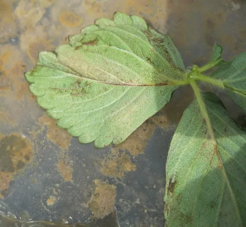 TSSM Damage on Benicia (4)